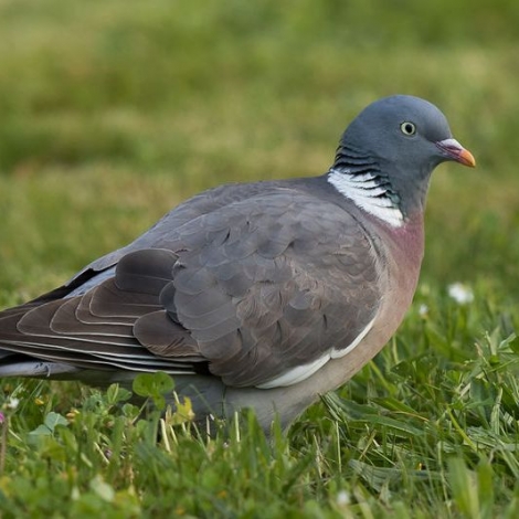 La Socit dAviculture Montluonnaise