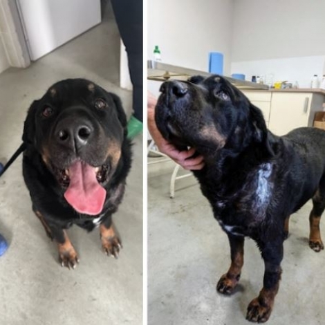 12 mois de prison avec sursis et l'interdiction de dtenir un animal pour la femme qui avait poignard sa chienne