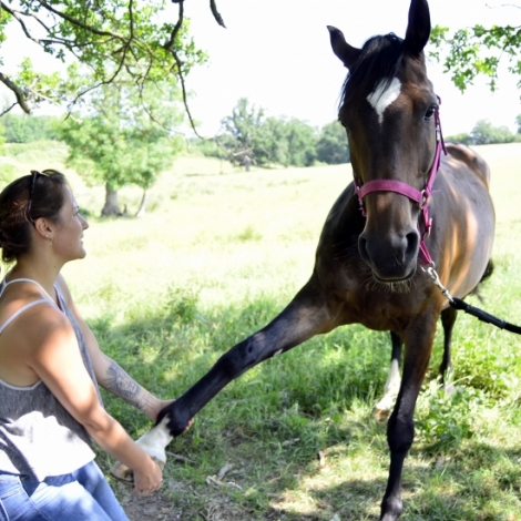 A la dcouverte d'un mtier qui se dveloppe de plus en plus en France, celui d'ostopathe animalier