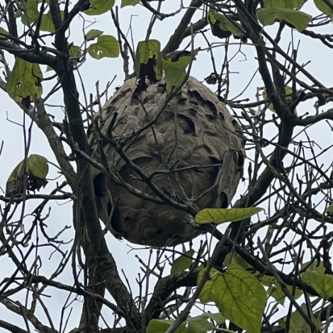 Anne record niveau interventions pour des nids de frelons asiatiques sur le bassin montluonnais