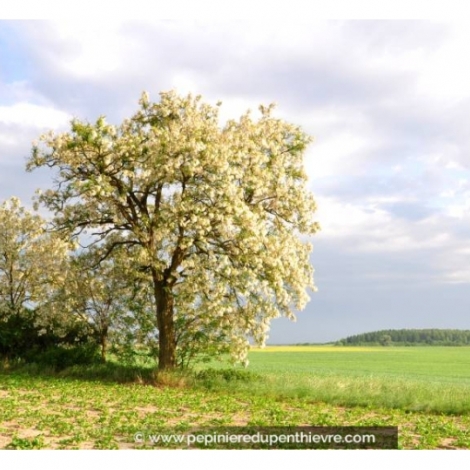 Avec ses belles grappes de fleurs blanches, le robinier est  l'honneur dans la chronique sur les plantes ce mardi 20 mai