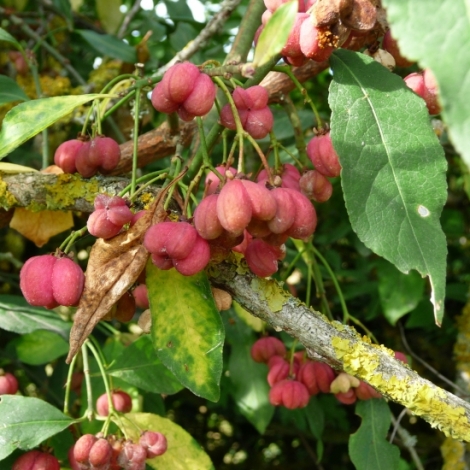 Denis Aufvre nous dit tout sur le fusain