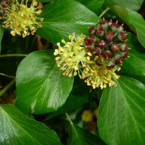 Denis Aufvre nous dit tout sur le lierre grimpant