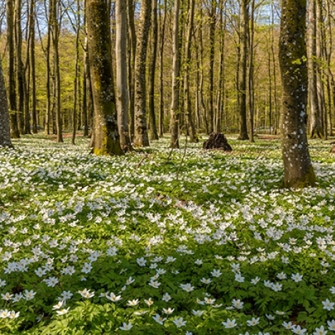 L'anmone des bois est  l'honneur dans la chronique sur les plantes de ce mardi 22 avril