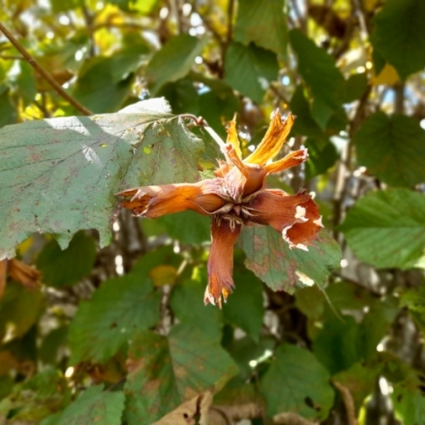 La rubrique RMB du mardi sur les plantes met  l'honneur ce 17 septembre le noisetier