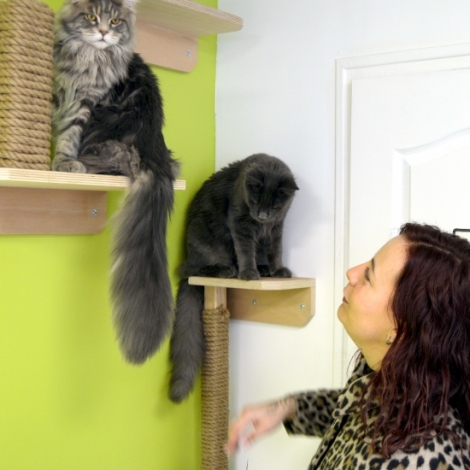 Le Royaume des chats va ouvrir cette semaine sur la Place Piquand de Montluon