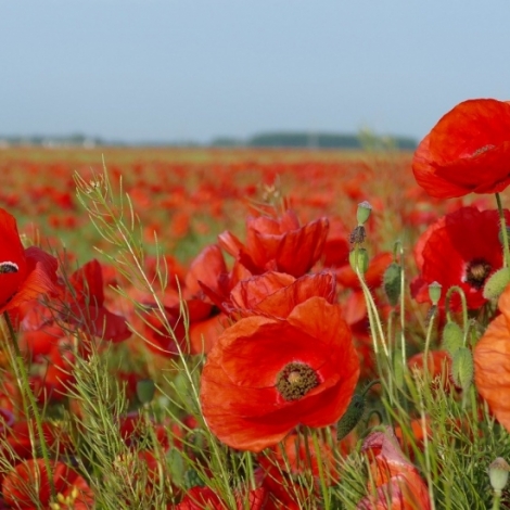 Le coquelicot est  l'honneur dans la chronique du jour sur les plantes