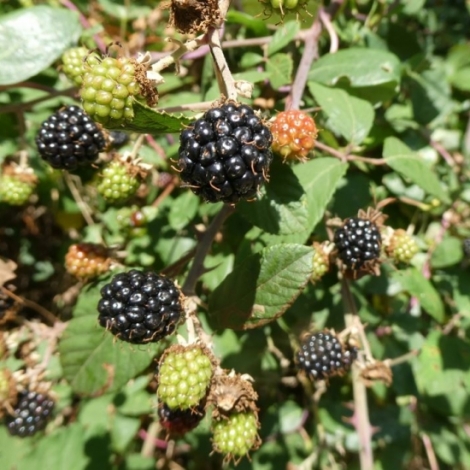 Les plantes  l'honneur sur RMB avec ce mardi la mre