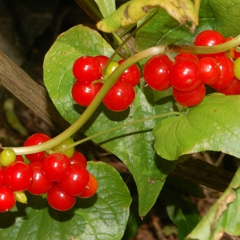 Notre chronique spciale plantes du mardi sur RMB est consacre au tamier