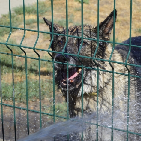 Pour les animaux on s'adapte aussi face aux fortes chaleurs, comme  la SPA de Montluon