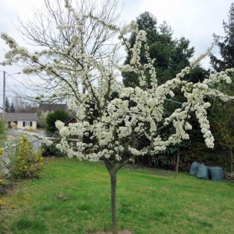 Questions autour de la plantation des arbres dans notre rubrique sur les plantes