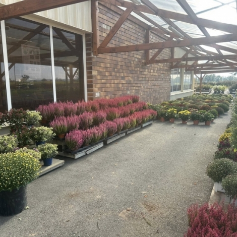 Reouverture de la jardinerie de Malicorne ds ce vendredi 17 octobre, grce aux tablissements Delbard et Combeau