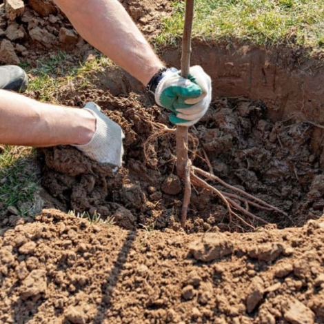 Suite de notre sujet sur la plantation des arbres, avec des conseils niveau racines ce mardi
